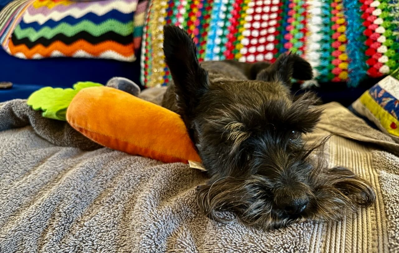 A black six-year-old miniature schnauzer lies upon a toy carrot